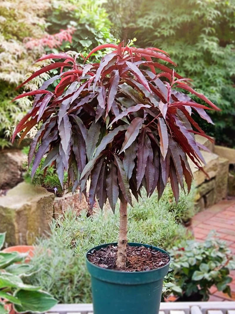 Bonfire Dwarf Peach Tree