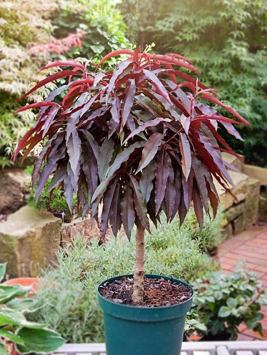 Bonfire Dwarf Peach Tree