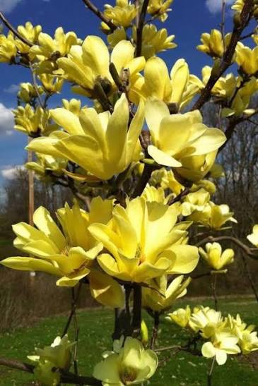 Yellow Bird Japanese Magnolia