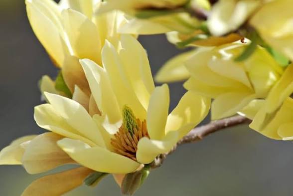Butterflies Japanese Magnolia
