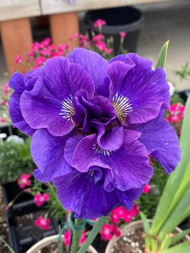 Concord Crush Iris