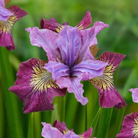 Miss Apple Iris