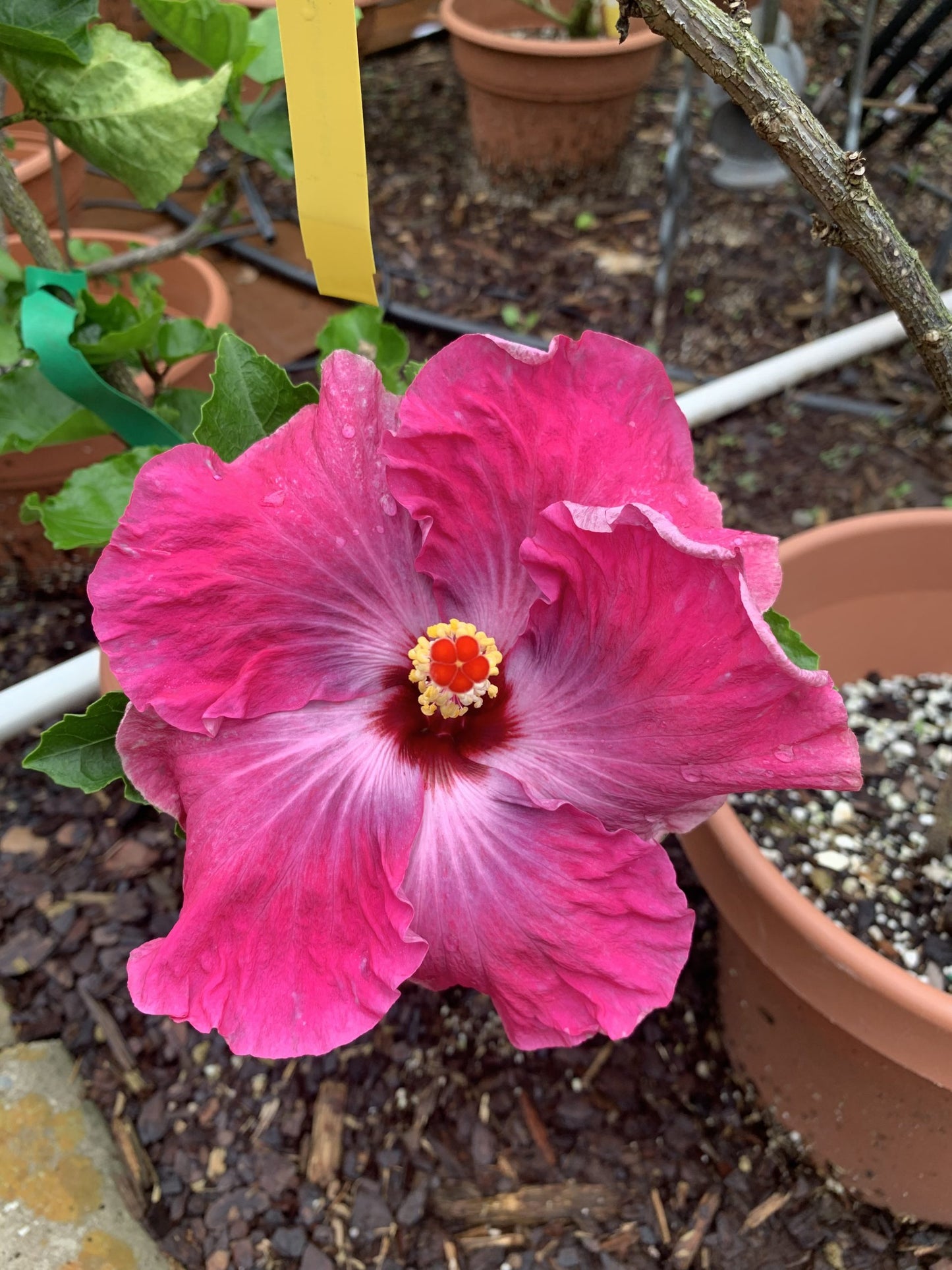 Baby Dreams Cajun Hibiscus