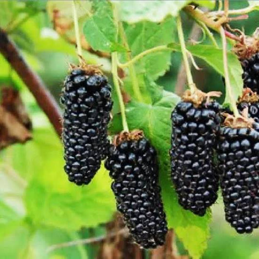 Columbia Giant Blackberry