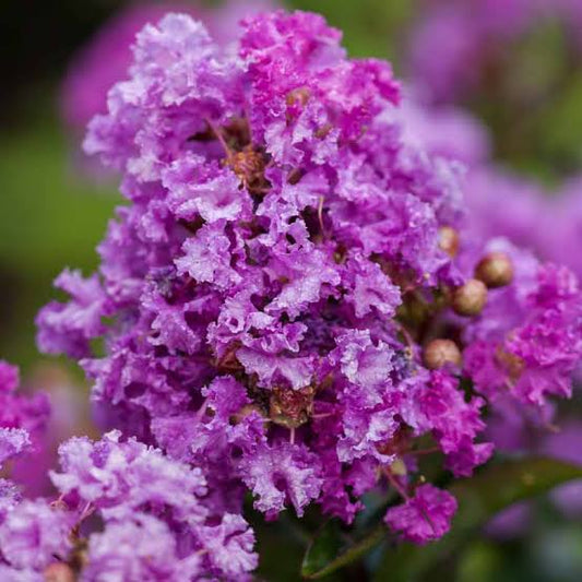 Purple Magic Crepe Myrtle
