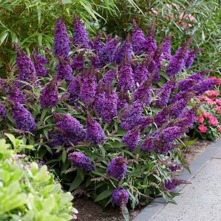 3 Gallon Lil’ Grape Butterfly Bush