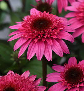 Double Scoop Raspberry Echinacea