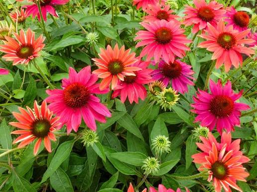 Echinacea ‘Tres Amigos’