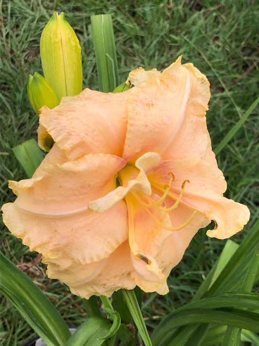Baby Bonnet Daylily