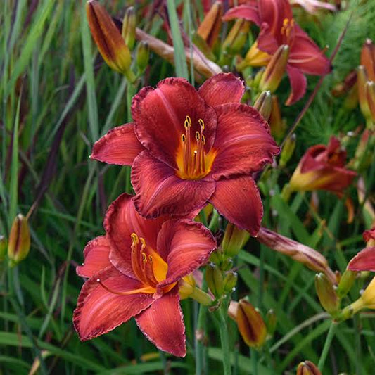 Apache Daylily