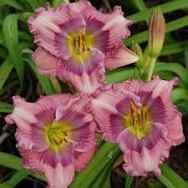 Early Purple Princess Daylily