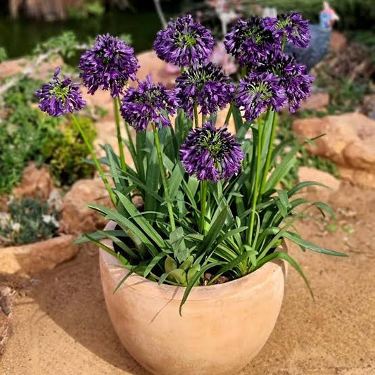 Blackjack Agapanthus