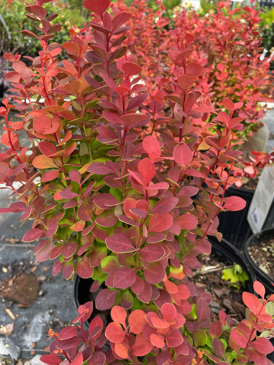 Orange Rocket Barberry
