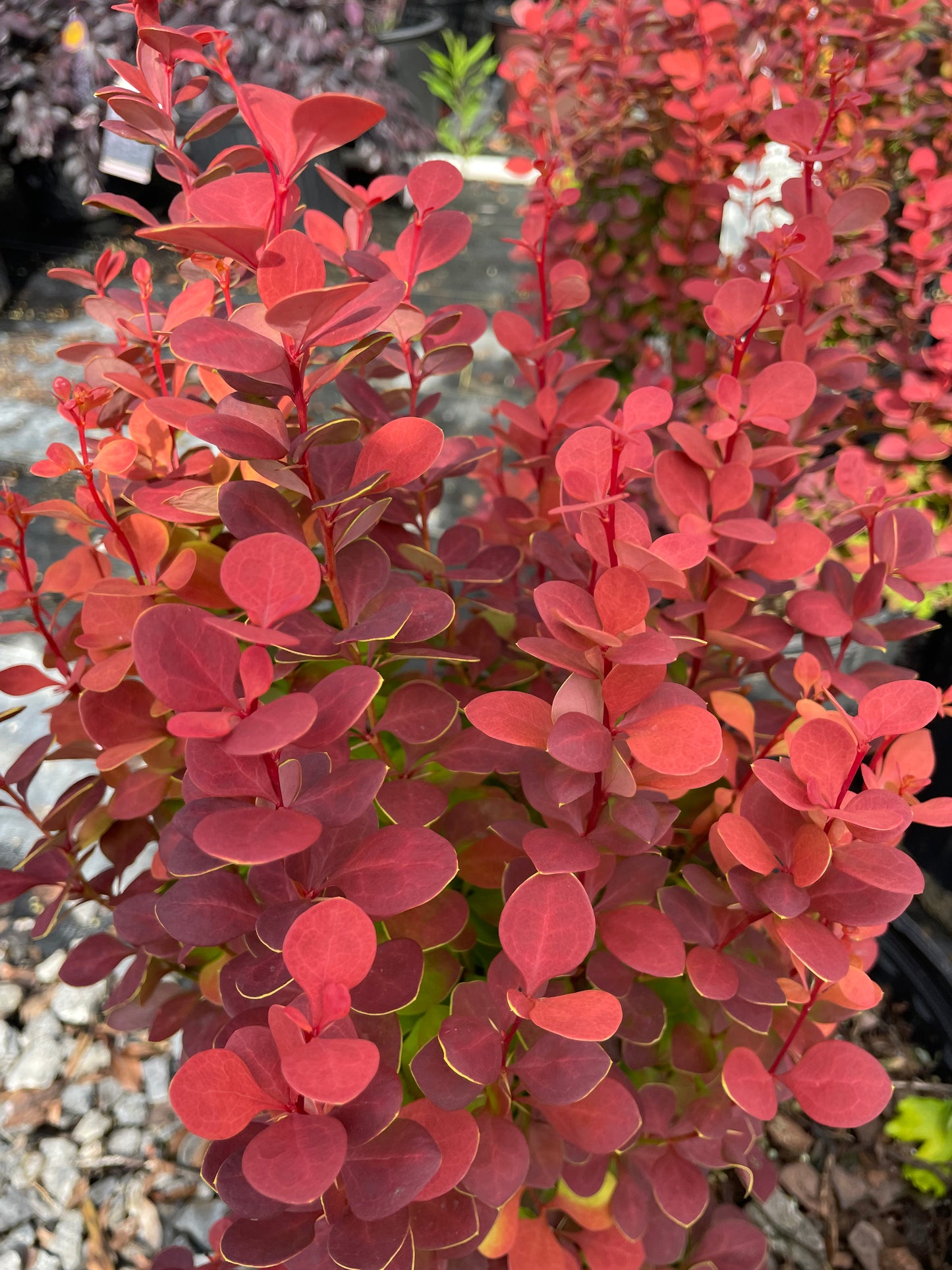 Orange Rocket Barberry