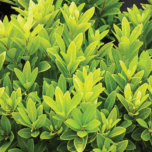 Florida Sunshine Illicium