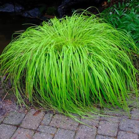 Carex Everillo