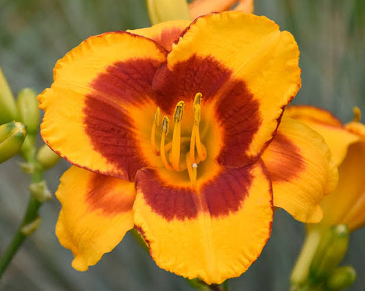 Fooled Me Daylily