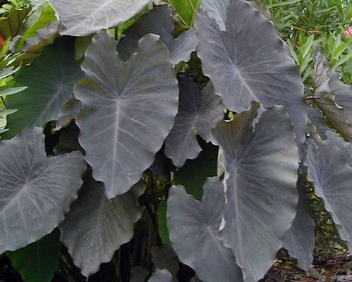 Black Ruffles Elephant Ear