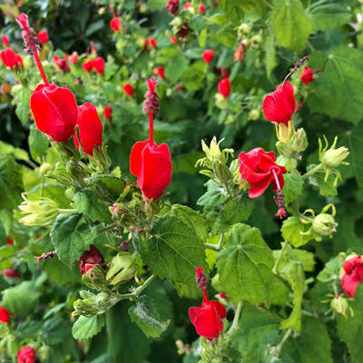 Red Turks Cap
