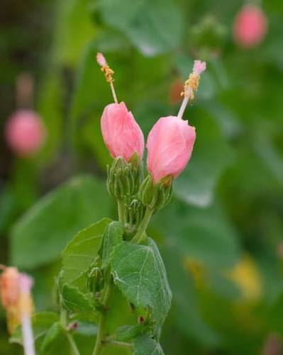 Pink Turks Cap