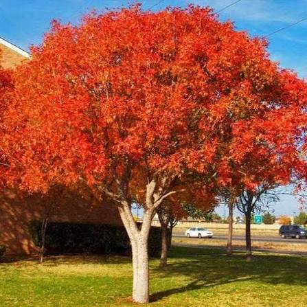 Chinese Pistache Tree