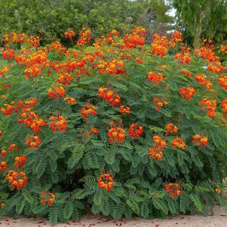 Pride Of Barbados