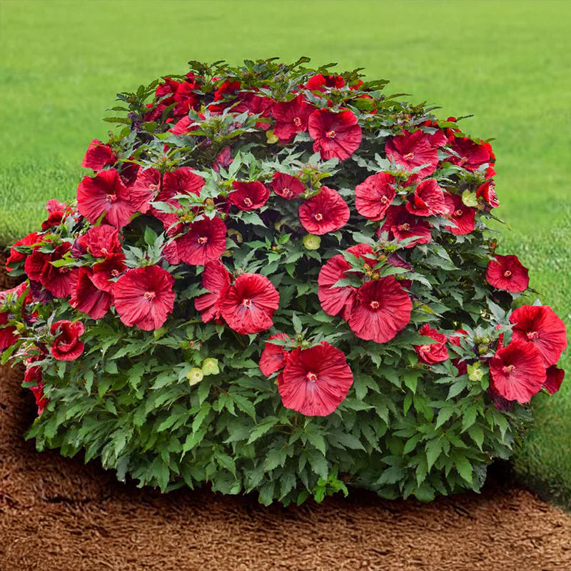Blackberry Merlot Hardy Hibiscus