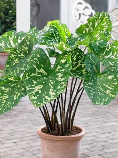 Hilo Beauty Elephant Ear