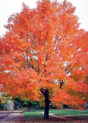 Florida Flame Maple Tree