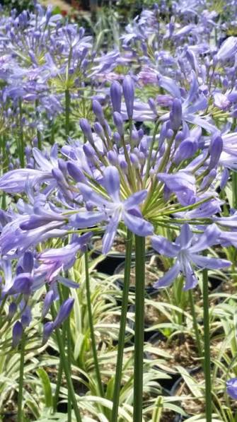 Pacific Sunset Agapanthus