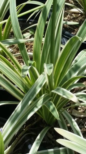Pacific Sunset Agapanthus