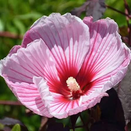 Jolly Heart Hardy Hibiscus