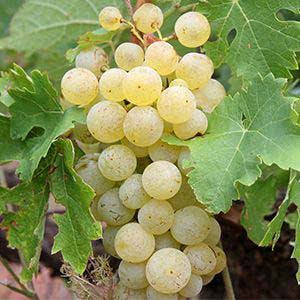 Miss Blanc Grapes