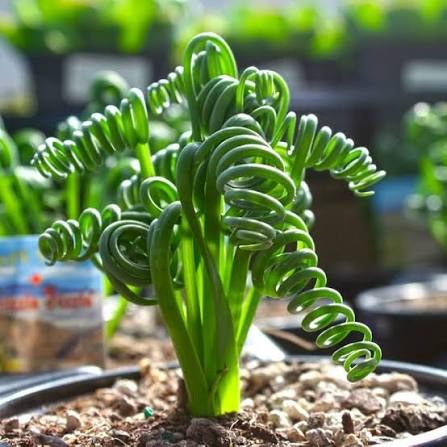 Albuca Frizzle Sizzle
