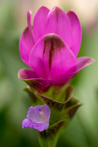 Siam Shadow Curcuma
