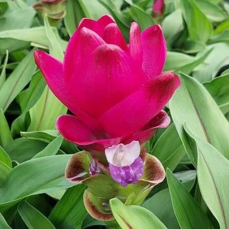 Siam Sublime Curcuma