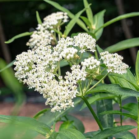 White Native Milkweed