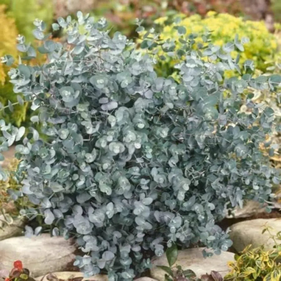 Silver Dollar Eucalyptus Tree