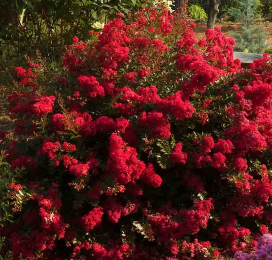 Cherry Dazzle Crape Myrtle