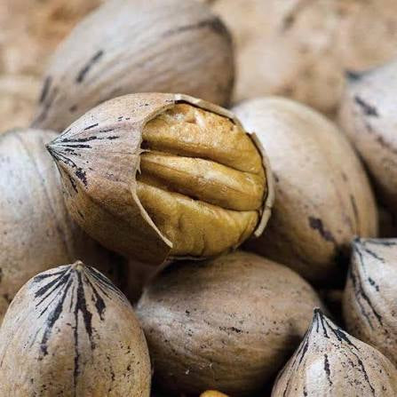 Caddo Pecan Tree