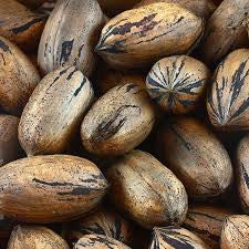 Oconee Pecan Tree