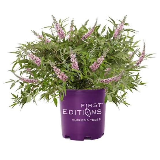 Galactic Pink Vitex Tree