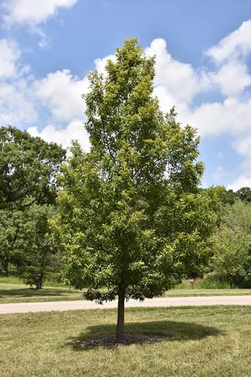 Sawtooth Oak