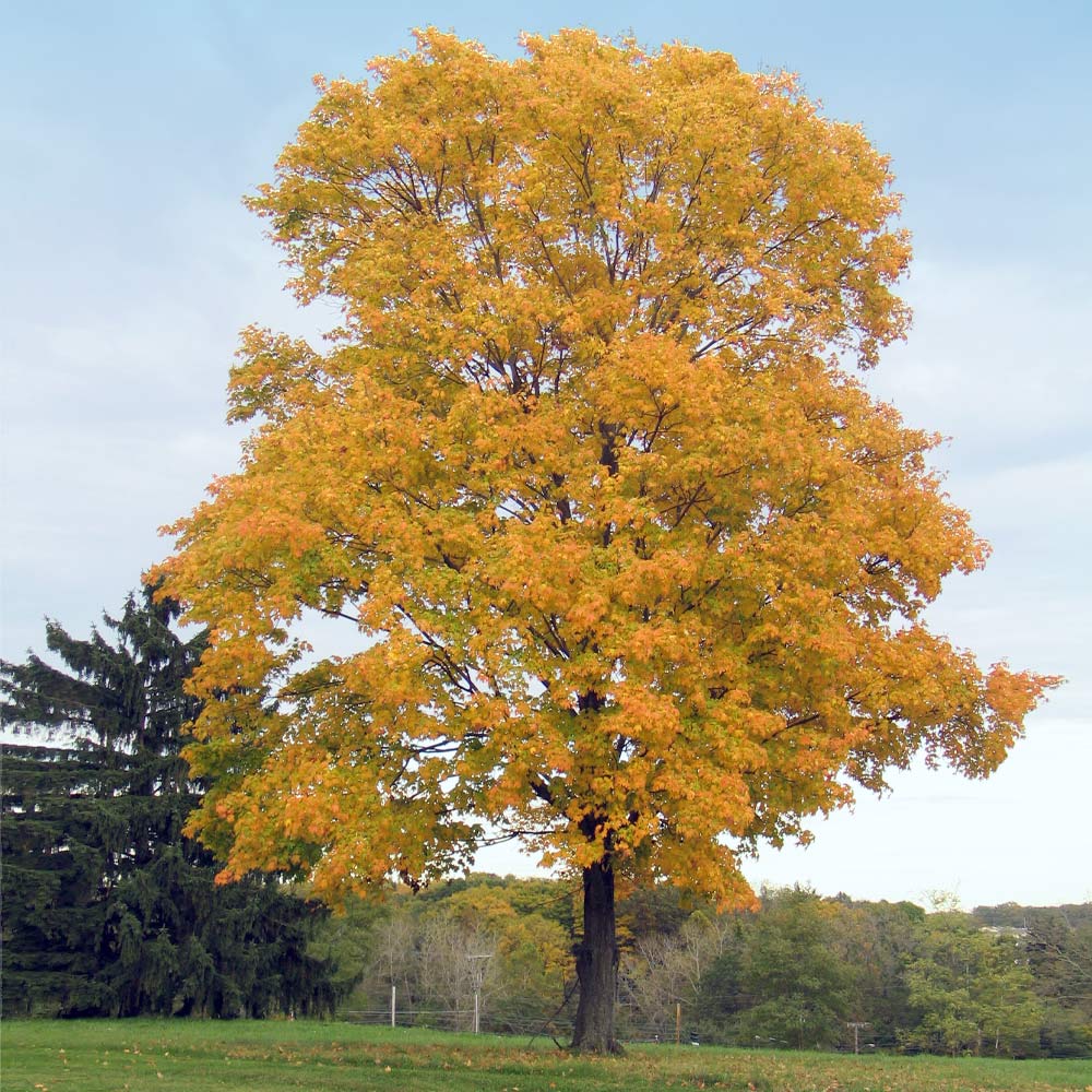 American Sycamore