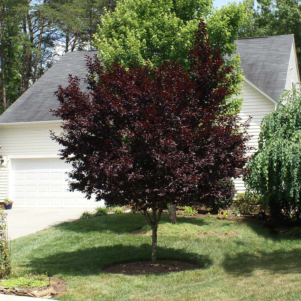 KV Purple Leaf Plum Tree