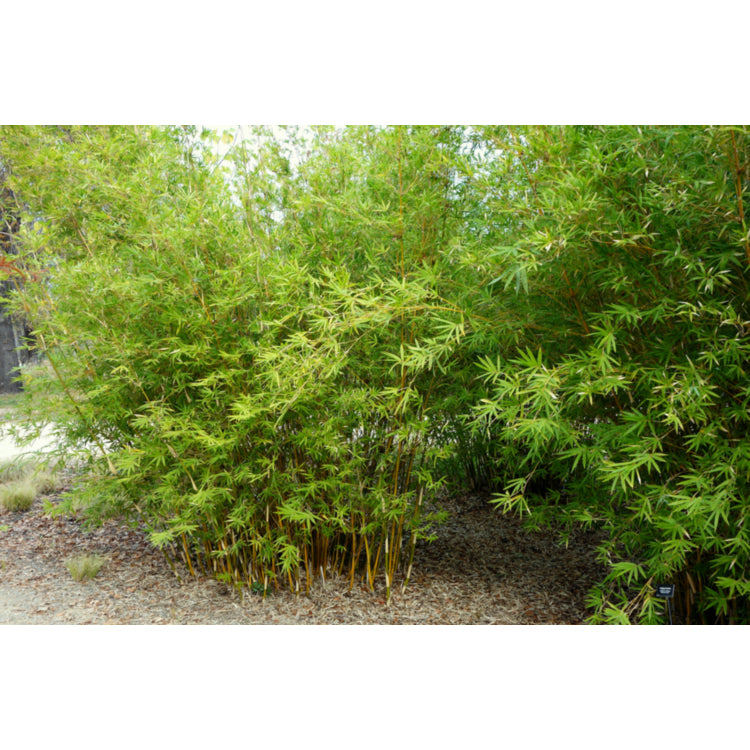 Green Hedge Clumping Bamboo