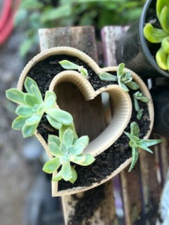 Heart Planter