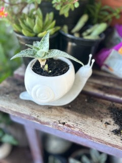 Snail Planter