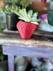 Strawberry Planter