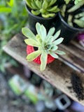 Strawberry Planter